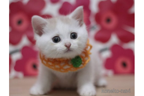 成約済の東京都のマンチカン-70805